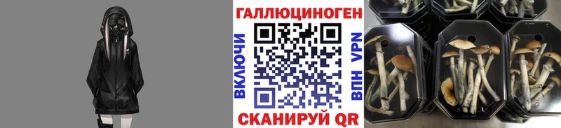 Псилоцибиновые грибы Psilocybine cubensis  Купить закладки  Щёлкино 